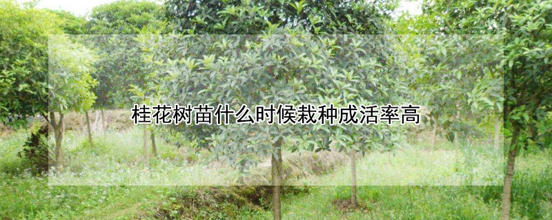 桂花樹苗什么時(shí)候栽種成活率高（桂花樹幾時(shí)栽成活率高）