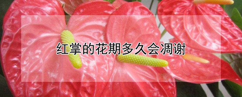 红掌的花期多久会凋谢 红掌花会凋谢吗