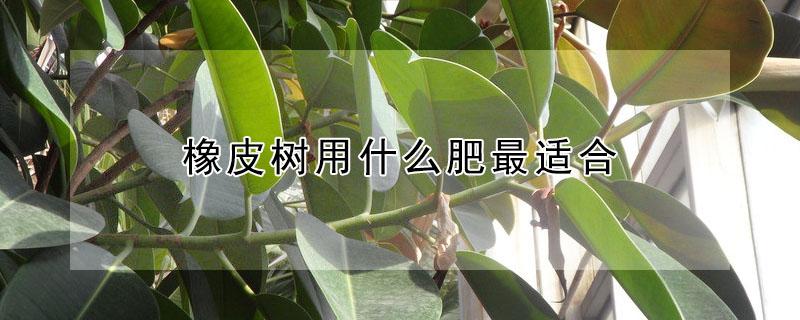 橡皮树用什么肥最适合（橡皮树用施肥吗）