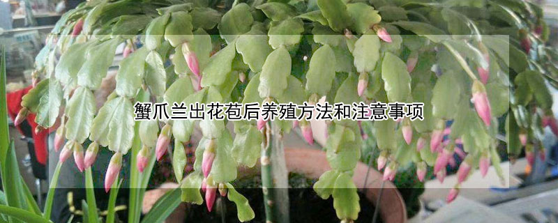 蟹爪蘭出花苞后養(yǎng)殖方法和注意事項(xiàng)（蟹爪蘭有花苞了怎么養(yǎng)蟹）