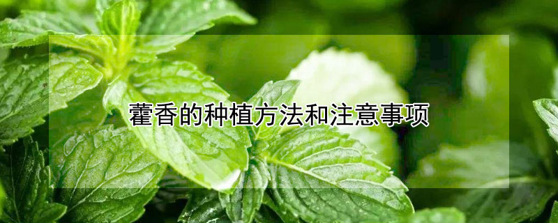 藿香的种植方法和注意事项（藿香 种植方法）