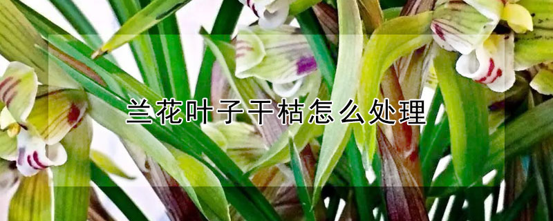 兰花叶子干枯怎么处理（兰花草的叶子干枯怎么办）