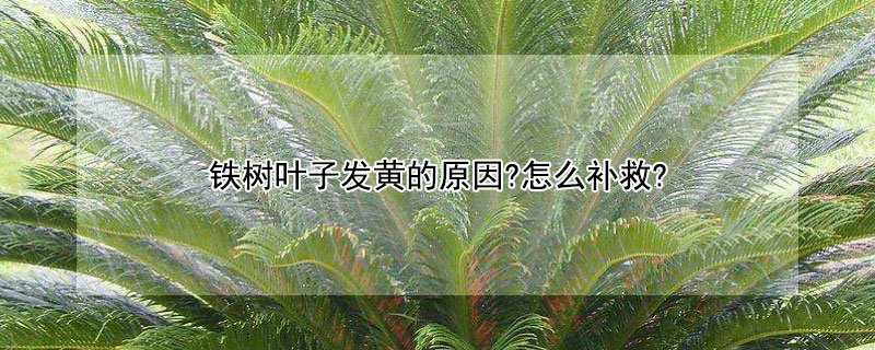 鐵樹葉子發(fā)黃的原因?怎么補(bǔ)救?（鐵樹葉子發(fā)黃的原因?怎么補(bǔ)救?硫酸亞鐵溶液）