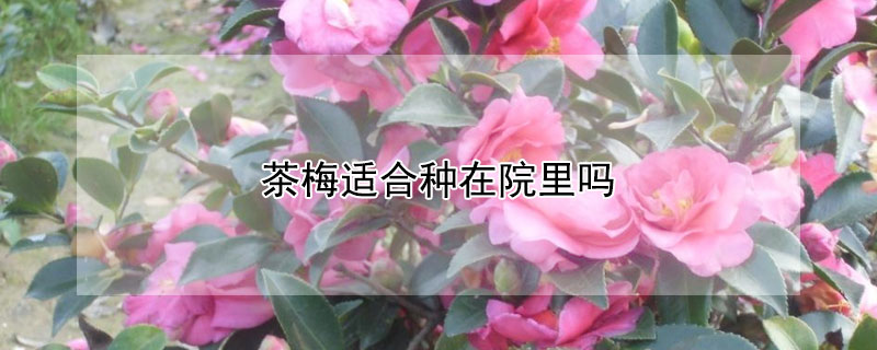 茶梅适合种在院里吗（院内栽茶梅好吗）