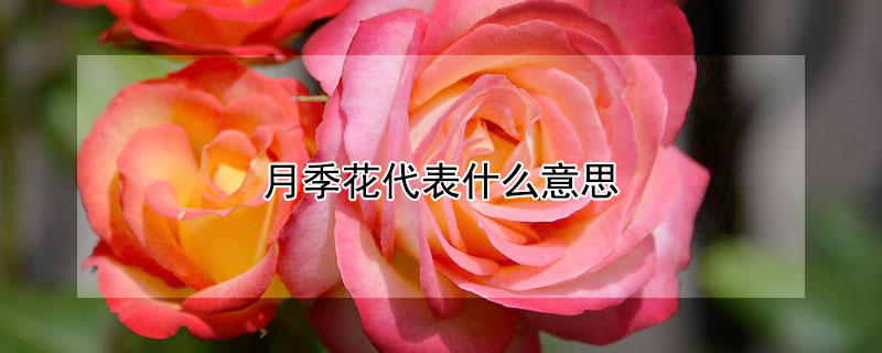 月季花代表什么意思 粉色月季花代表什么意思