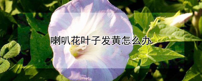 喇叭花葉子發(fā)黃怎么辦 喇叭花葉子黃斑