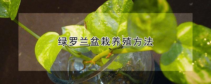 绿罗兰盆栽养殖方法 绿罗兰盆栽养殖方法修