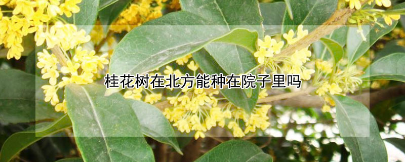 桂花树在北方能种在院子里吗（北方院子里可以种桂花树吗）