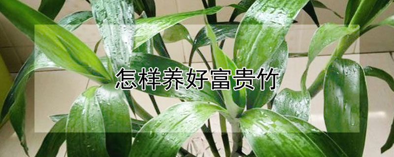 怎樣養(yǎng)好富貴竹 怎樣養(yǎng)好富貴竹水培