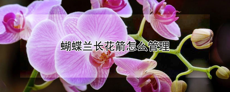 蝴蝶兰长花箭怎么管理（蝴蝶兰长花剑后怎么施肥）