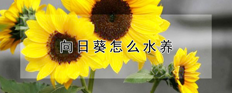 向日葵怎么水养（夏天向日葵怎么水养）