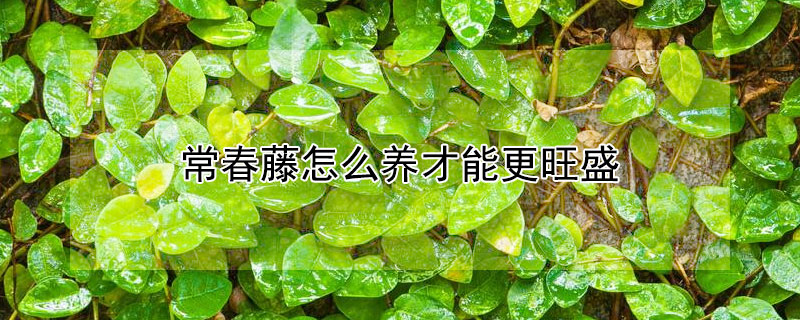 常春藤怎么養(yǎng)才能更旺盛 常春藤怎樣才能長(zhǎng)得旺