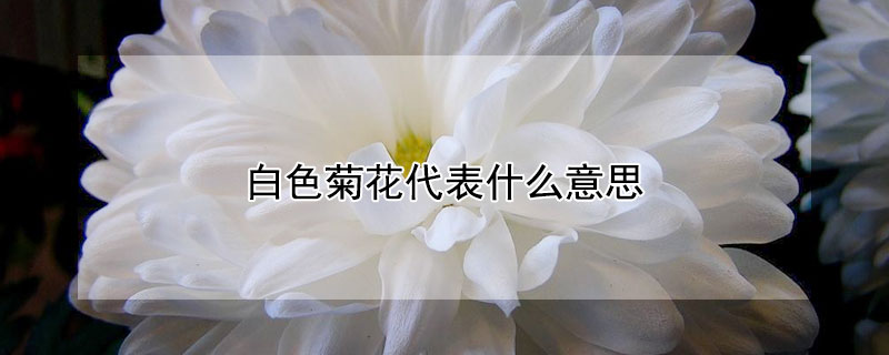 白色菊花代表什么意思 白色的菊花代表