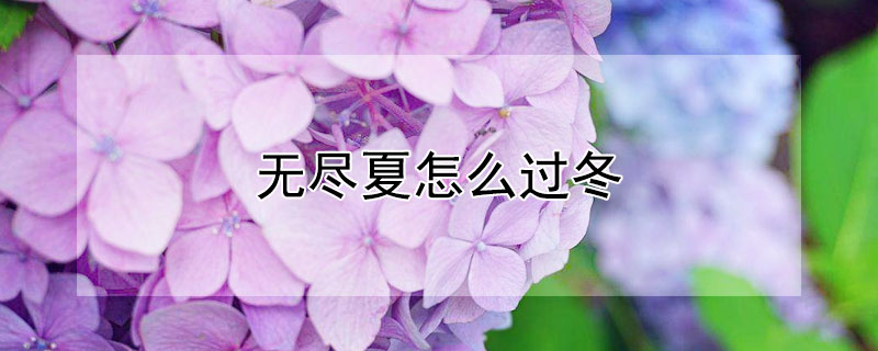 無(wú)盡夏怎么過(guò)冬 無(wú)盡夏怎么過(guò)冬好養(yǎng)嗎