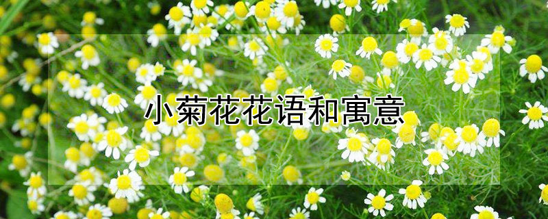 小菊花花语和寓意 小花菊的花语是什么