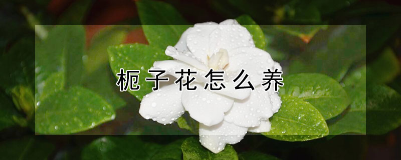 枙子花怎么養(yǎng)（梔子花怎么養(yǎng) 盆栽）