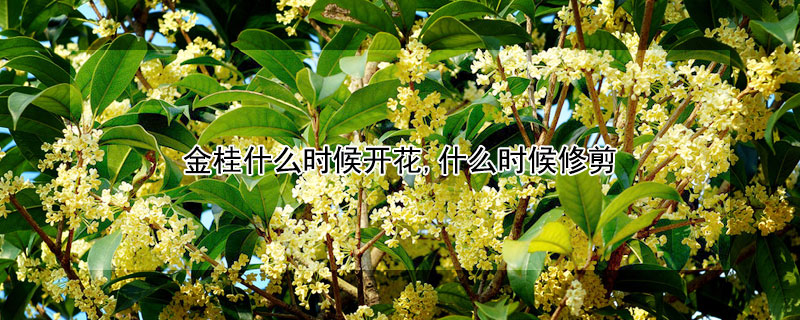 金桂什么时候开花,什么时候修剪（金桂在什么季节开花?）