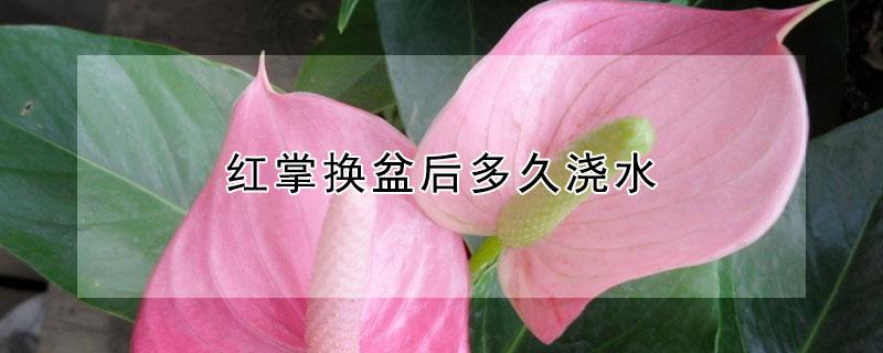 紅掌換盆后多久澆水（紅掌啥時候換盆）