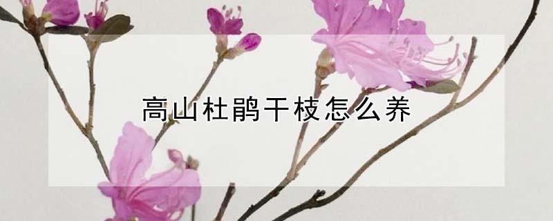 高山杜鹃干枝怎么养 高山杜鹃花怎么养