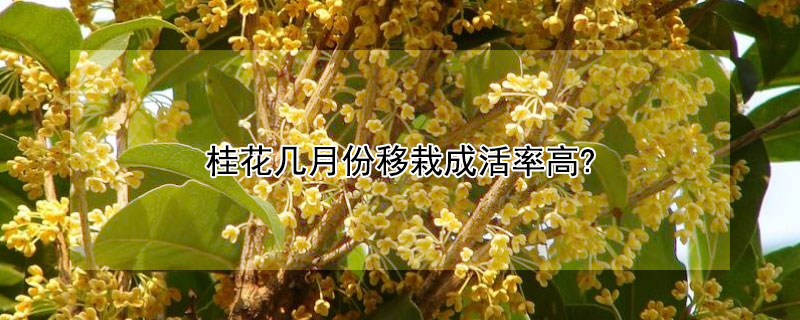 桂花幾月份移栽成活率高? 桂花啥時(shí)候移栽