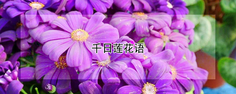 千日蓮花語（千日紅花語）