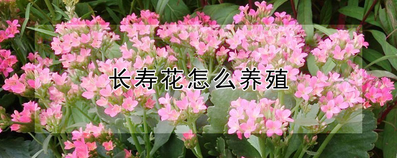 長(zhǎng)壽花怎么養(yǎng)殖（室內(nèi)長(zhǎng)壽花怎么養(yǎng)殖）