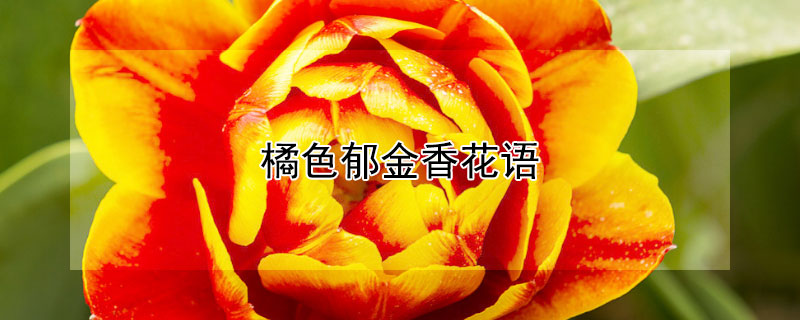 橘色郁金香花語(yǔ) 橘色郁金香花語(yǔ)到底是什么?