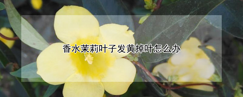 香水茉莉叶子发黄掉叶怎么办 香水茉莉的叶子黄了怎么回事