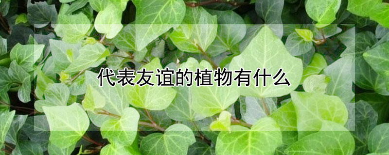 代表友誼的植物有什么 象征著友誼的植物有哪些