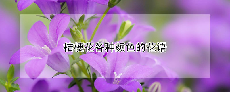 桔梗花各种颜色的花语（桔梗绿色花语是什么）