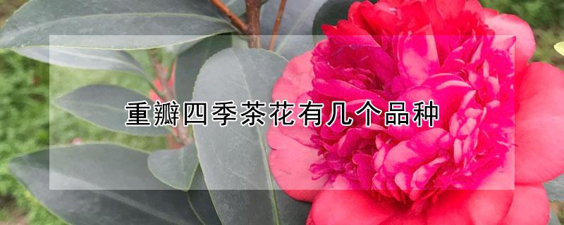 重瓣四季茶花有幾個品種 重瓣四季茶有哪些品種