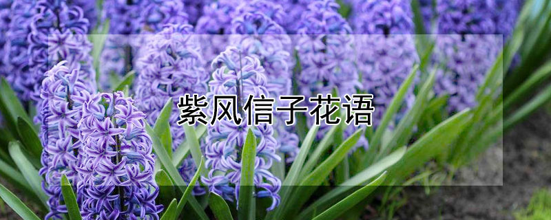 紫風(fēng)信子花語 紫色風(fēng)信子花語