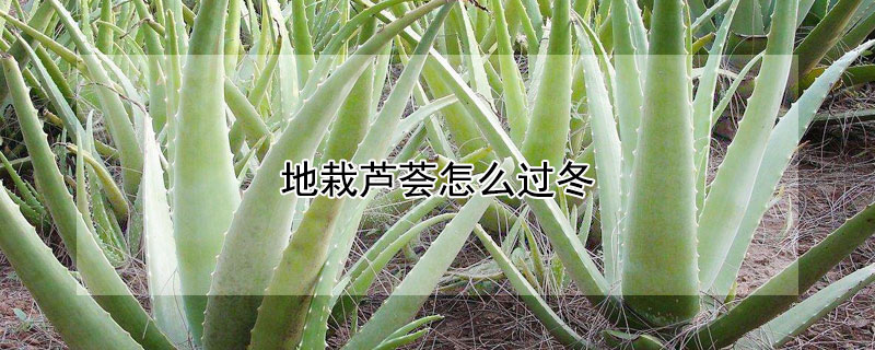 地栽蘆薈怎么過冬 冬天怎么種植蘆薈