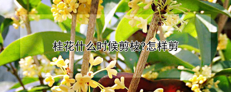 桂花什么时候剪枝?怎样剪（桂花啥时间剪枝,如何剪枝）