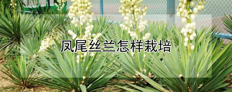 鳳尾絲蘭怎樣栽培 鳳尾絲蘭養(yǎng)幾年開花