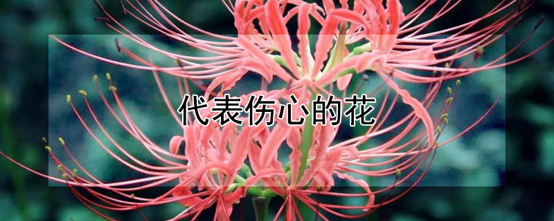 代表傷心的花（代表傷心的花語）