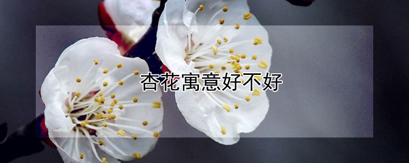 杏花寓意好不好（杏花的寓意和象征）