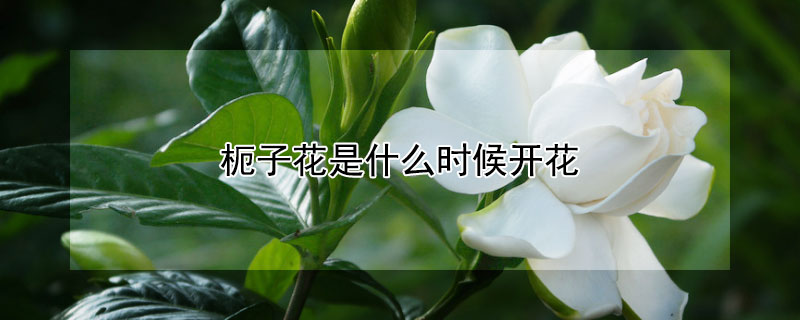 枙子花是什么時候開花 梔子花什么時候開花