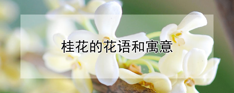 桂花的花語和寓意 桂花的花語是什么象征