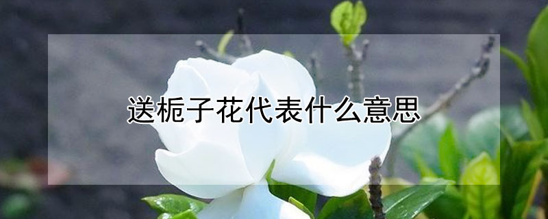 送梔子花代表什么意思 送梔子花是什么意思?