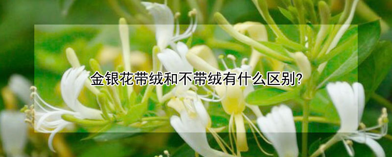 金银花带绒和不带绒有什么区别? 金银花带绒和不带绒的功效区别