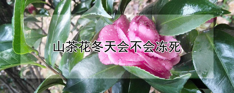 山茶花冬天会不会冻死 山茶花冬天会落叶吗