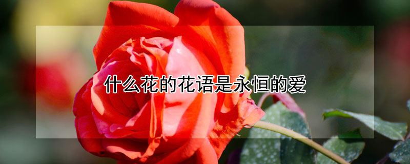 什么花的花语是永恒的爱 什么花的花语是永恒的爱,无望的爱