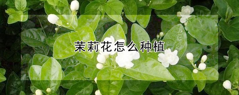 茉莉花怎么种植（茉莉花怎么种植方法）