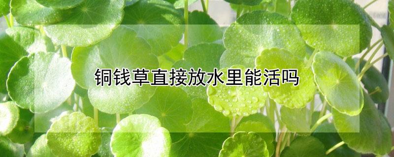 铜钱草直接放水里能活吗 铜钱草只有根直接扔水里能活吗