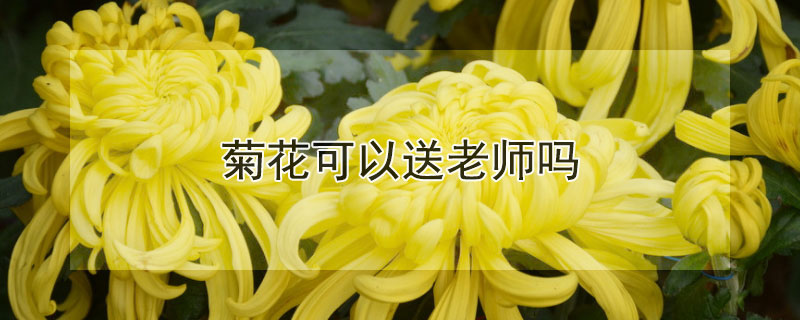 菊花可以送老师吗 菊花茶可以送老师吗?