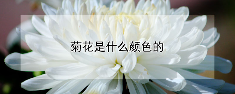 菊花是什么颜色的（秋天的菊花是什么颜色的）