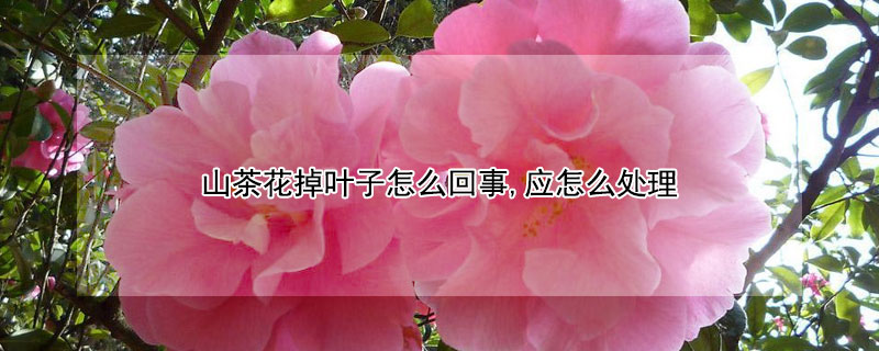 山茶花掉叶子怎么回事,应怎么处理（山茶花树掉叶怎么办）