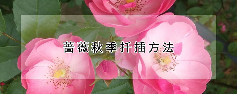 薔薇秋季扦插方法（春季薔薇的扦插方法）