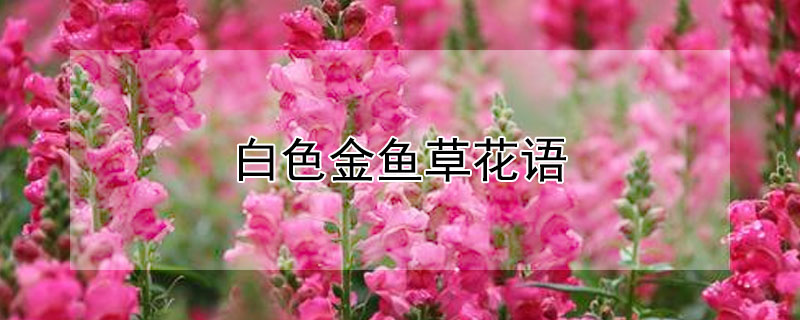 白色金鱼草花语（白色金鱼草花语是什么）